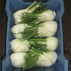 Fenkuł  Antares  F1  2500 nasion ZW ST